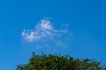 Obraz premium clouds and tree