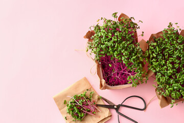 Fresh micro green and scissors on color background, closeup