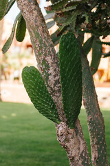 Egyptian cactus in the shape of bunny ears grows on the territory of the hotel