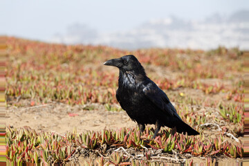 raven on the ground