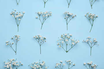 Beautiful gypsophila flowers on blue background