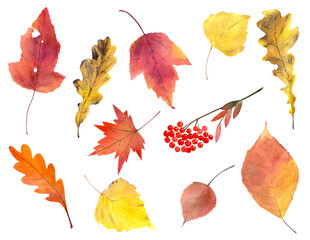Set of autumn leaves in watercolor illustration isolated on white background. Collection of birch, maple, oak, aspen leaves. Rowan branch with berries