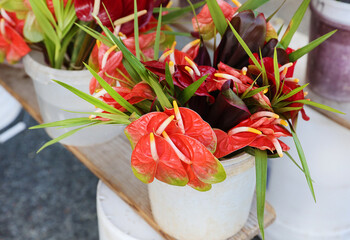 anthurium flowers