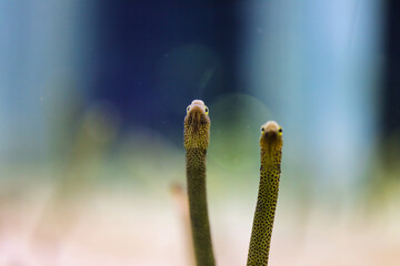 アクアリウムの世界