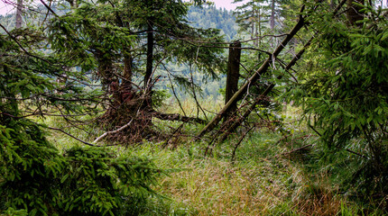 place for bushcraft in the woods