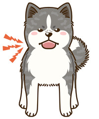 威嚇する秋田犬（虎毛）