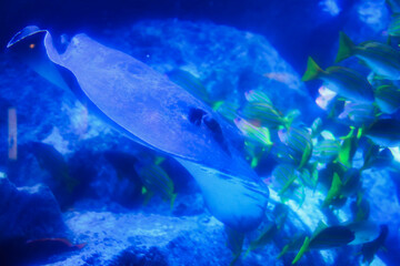 アクアリウムの世界