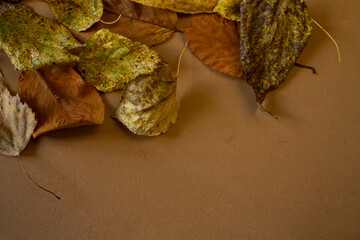 fallen leaves. leaves in autumn. brown color. texture