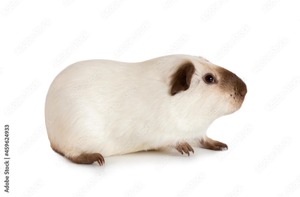 Wall mural guinea pig isolated on white background