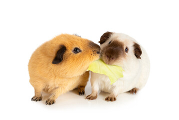 Two funny guinea pigs eating one cabbage leaf