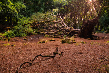 Scene in a beautiful forest park