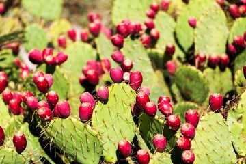 cactuses