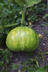 green pumpkin in the garden