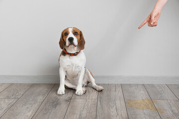 Owner scolding naughty dog for wet spot on floor