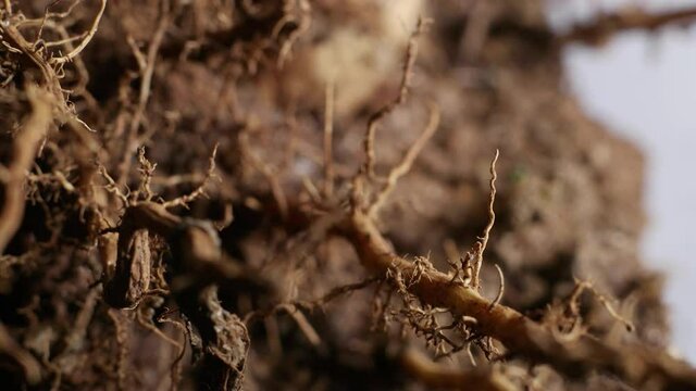 Detail shot of a plant's root and its soil, close up and zoom in