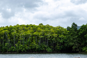 Obraz premium Landscape of Daintree River, Queensland, Australia. River with tall green trees and mangroves and grey sky.