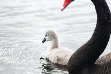 Cygnet swimming in the water with grass in the beak, framed by mother black swan. Selective focus on cygnet.