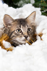 A cat is preparing for Christmas and New Year, looks away hiding in tinsel and snow. Vertical card place for text.