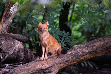 The beautiful leader of Dhole Family, the hunter of wild dog living in the forest and looking...