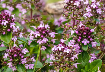 Small purple breckland wild thyme - Thymus serpyllum - flowers growing on summer meadow, closeup macro detail - obrazy, fototapety, plakaty