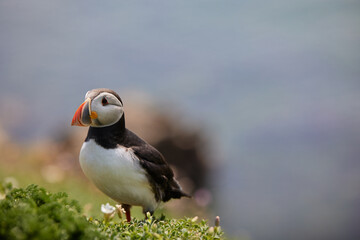 puffin standing on a rock cliff . fratercula arctica
