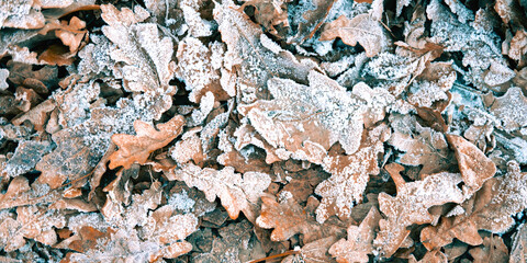 The beautiful closeup of the snowy glade on the autumn brown leaves. The picturesque background of the beginning of the winter. Selective focus.