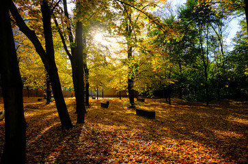 Autumn mood in a park. Backlit golden leaves.