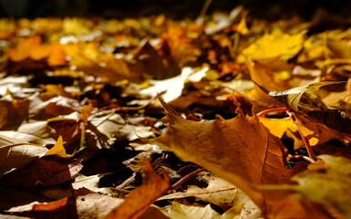 Close up of golden leaves on the ground in autumn.