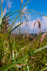 grass in the wind
