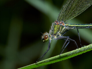 Portrait of a female banded demoiselle (Calopteryx splendens) covered by dewdrops, Germany
