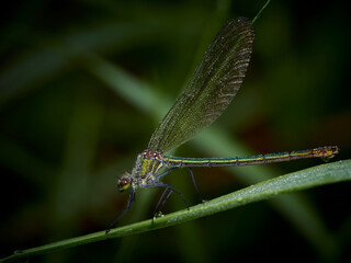 Macro of a female banded demoiselle (Calopteryx splendens) covered by dewdrops, Germany