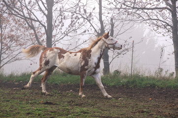 Obraz na płótnie Canvas horse run on the meadow in Liguria in Italy