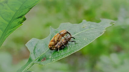 Insects making love on the leaf.