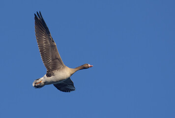 Fototapeta premium Adult greater white-fronted goose (Anser albifrons) in flight over clear blue sky with spreaded wings