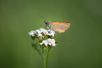 Schmetterling / Falter