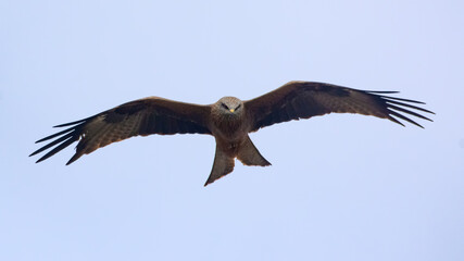 Black kite (Milvus migrans) in flight with wide stretched wings