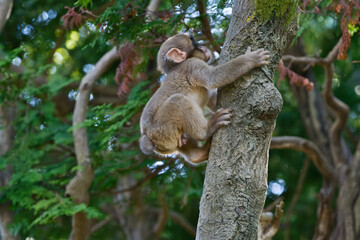 Obraz premium 木登り