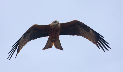 Black kite (Milvus migrans) flying with spreaded wings in search of prey