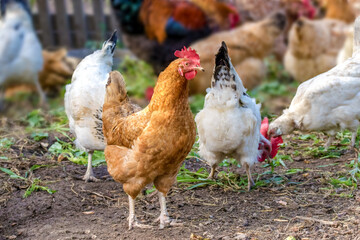 chicken grazes in the farmyard yard