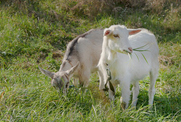 Two white goats eats grass in the field