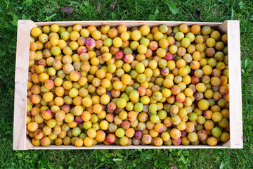 Yellow mirabelle plums in wooden crate