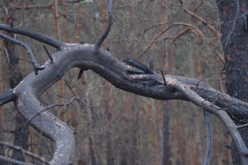 tree after fire