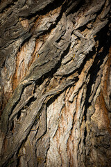 twisted bark of a willow tree in detail