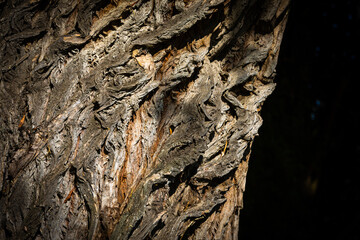 twisted bark of a willow tree