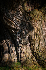 stem of a willow tree