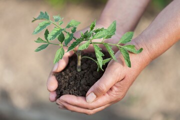 Planting a young plant