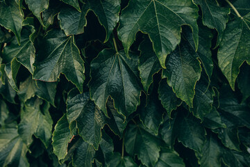 natural dark green background with grape leaves close-up