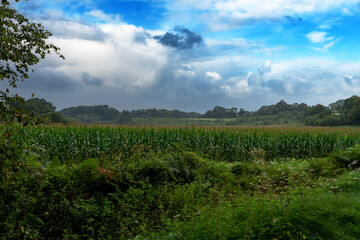 Fototapeta na wymiar view of corn field in the french countryside