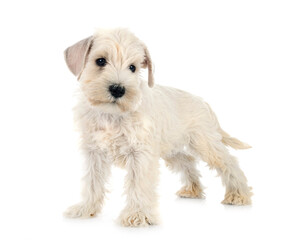 puppy miniature schnauzer in studio