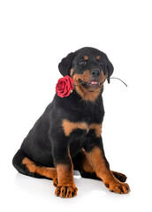 puppy rottweiler in studio